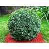 Саженец самшита вечнозелёный Бухус (Buxus)