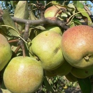 Груша Васса