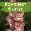 Комплект 5шт / Гладиолус Шоколадница (Предзаказ): фото и описание