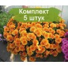 Саженцы хризантемы мультифлора Молфетта Оранж (Molfetta Orange) (Оранжевая ) -  5 шт.