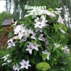 Комплект 5шт / Клематис Сноу Квин: фото и описание