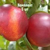 Комплект 5шт / Нектарин Старго: фото и описание