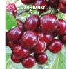 Комплект 5шт / Вишня Игрицкая: фото и описание