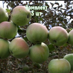 Комплект 5шт / Яблоня Апрельское