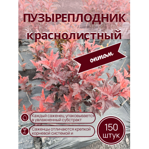 Пузыреплодник краснолистный /опт 150 шт саженцы