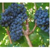 Виноград Бордо: фото и описание